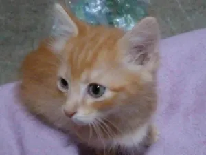 Gato raça SRD-ViraLata idade 2 a 6 meses nome Dom