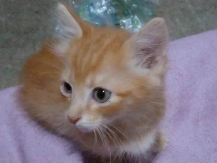 Gato raça SRD-ViraLata idade 2 a 6 meses nome Dom