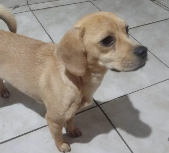 Cachorro ra a Mestico  idade 2 a 6 meses nome Luke 