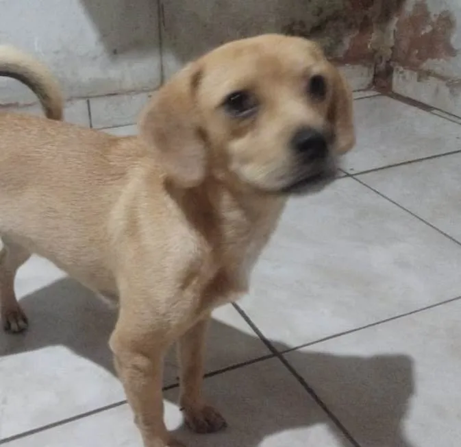 Cachorro ra a Mestico  idade 2 a 6 meses nome Luke 