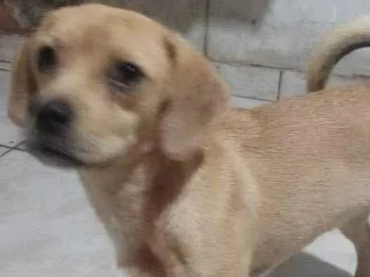 Cachorro ra a Mestico  idade 2 a 6 meses nome Luke 