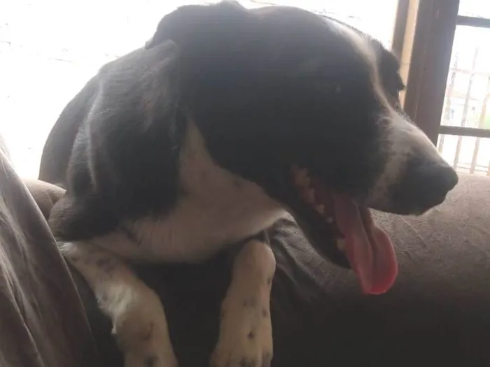 Cachorro raça SRD-ViraLata idade 3 anos nome Leonardo 