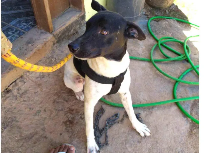 Cachorro ra a Fox Terrier idade 2 anos nome Oi, me chamo BOLT