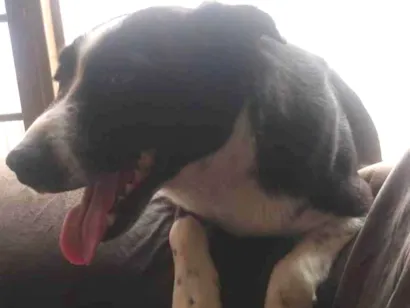 Cachorro raça SRD-ViraLata idade 3 anos nome Leonardo 