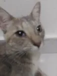 Stella