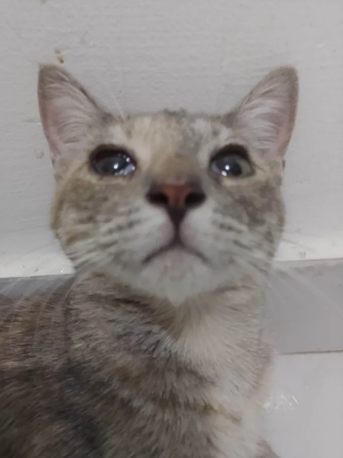 Gato raça Srd  idade 2 a 6 meses nome Stella 
