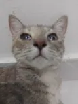 Stella