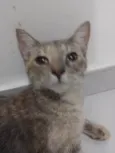 Stella