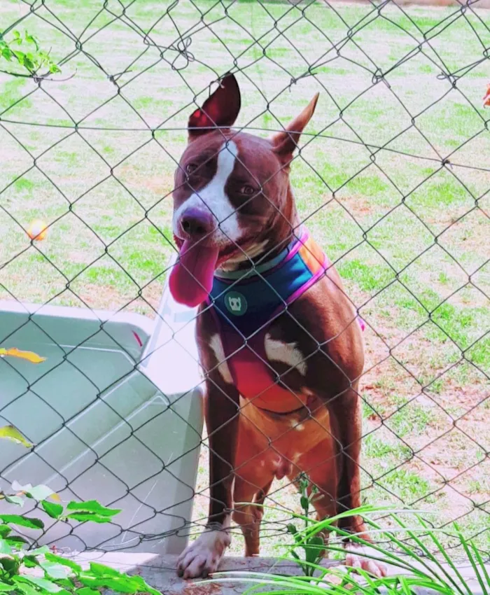 Cachorro raça Pit-Bull idade 4 anos nome Hunter
