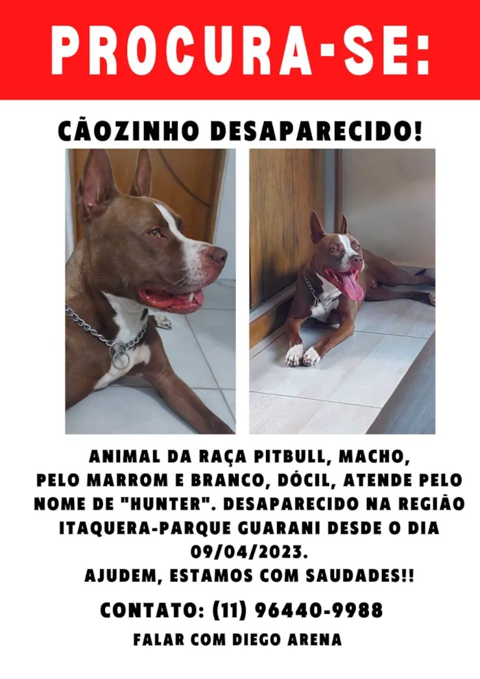 Cachorro raça Pit-Bull idade 4 anos nome Hunter