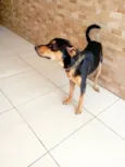 Rambo