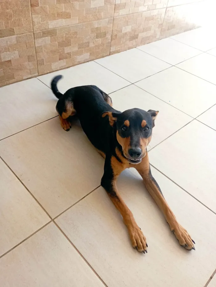 Cachorro raça Vira lata idade 7 a 11 meses nome Rambo