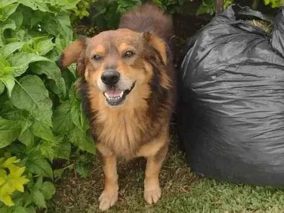 Cachorro ra a SRD-ViraLata idade 2 anos nome Duque