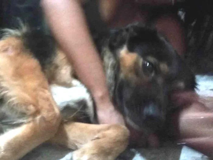 Cachorro ra a Vira lata  idade 4 anos nome Maria 