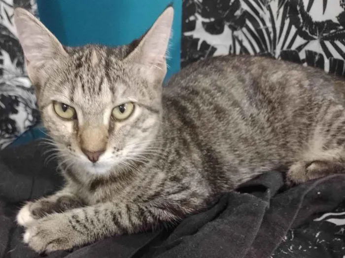 Gato raça Srd idade 2 a 6 meses nome Gabi