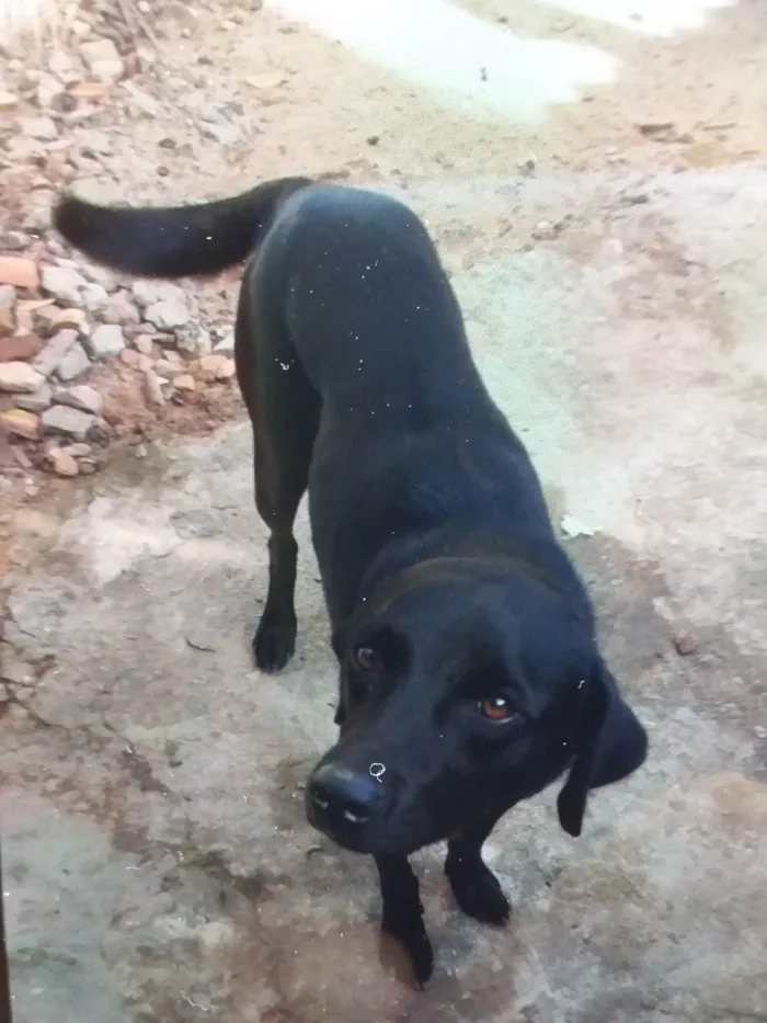 Cachorro ra a Labradora black idade 3 anos nome Perola