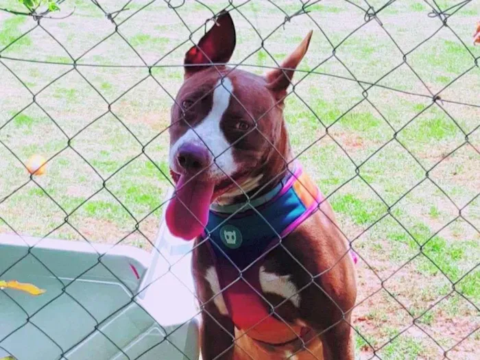 Cachorro raça Pit-Bull idade 4 anos nome Hunter