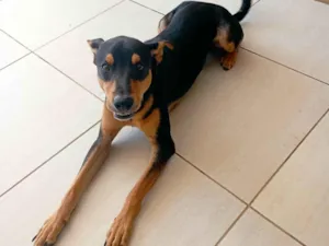 Cachorro raça Vira lata idade 7 a 11 meses nome Rambo
