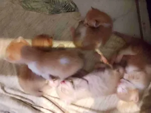 Gato raça N.D idade Abaixo de 2 meses nome 5 gatinhos ambos sexos