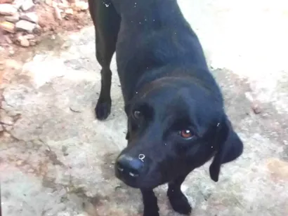 Cachorro raça Labradora black idade 3 anos nome Perola