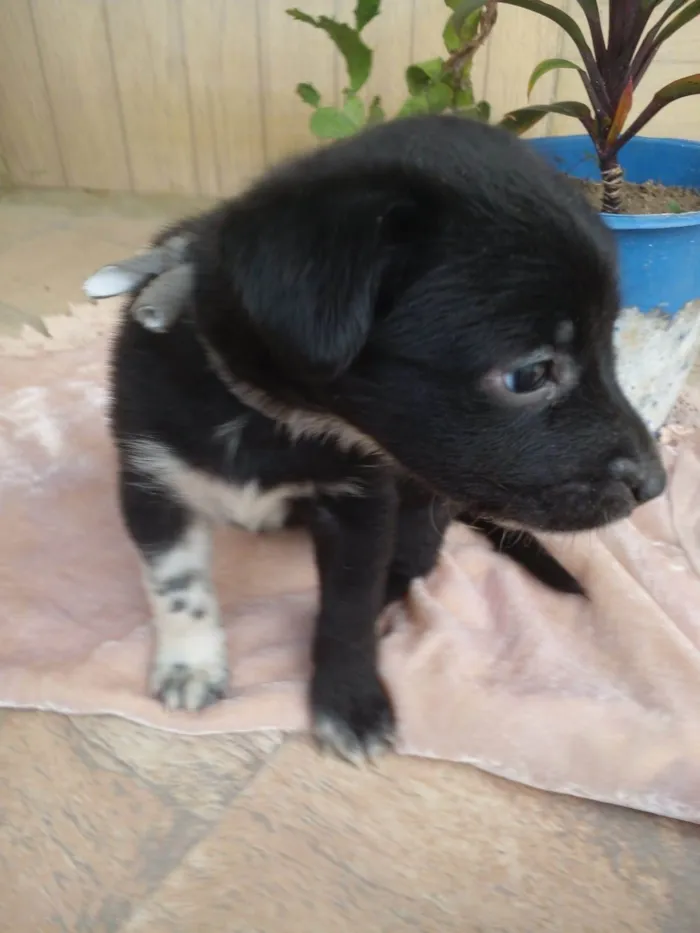 Cachorro ra a SRD-ViraLata idade 2 a 6 meses nome Sophia e Hali