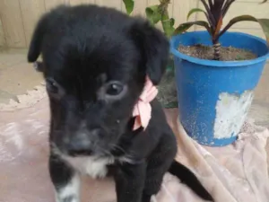 Cachorro raça SRD-ViraLata idade 2 a 6 meses nome Sophia e Hali