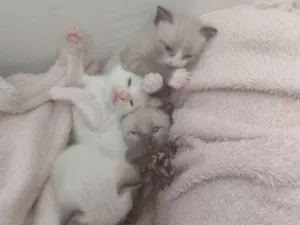 Gato raça Siamês idade 2 a 6 meses nome gato