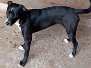 Cachorro raça  idade 7 a 11 meses nome Vitty