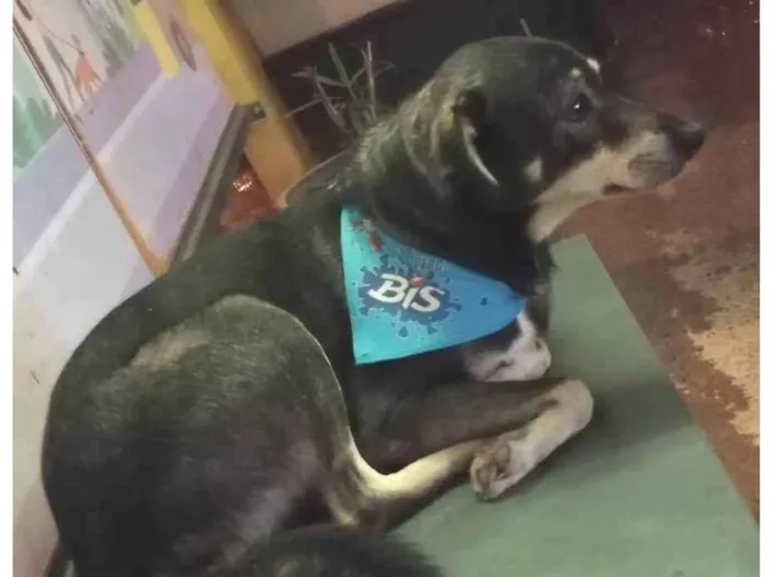 Cachorro ra a SRD-ViraLata idade 5 anos nome Cachorrinho com lenço da BIS