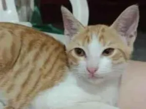 Gato raça SRD-ViraLata idade 2 a 6 meses nome MIGUELITO