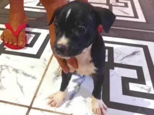 Cachorro raça SRD-ViraLata idade 2 a 6 meses nome Kiki Oliveira 