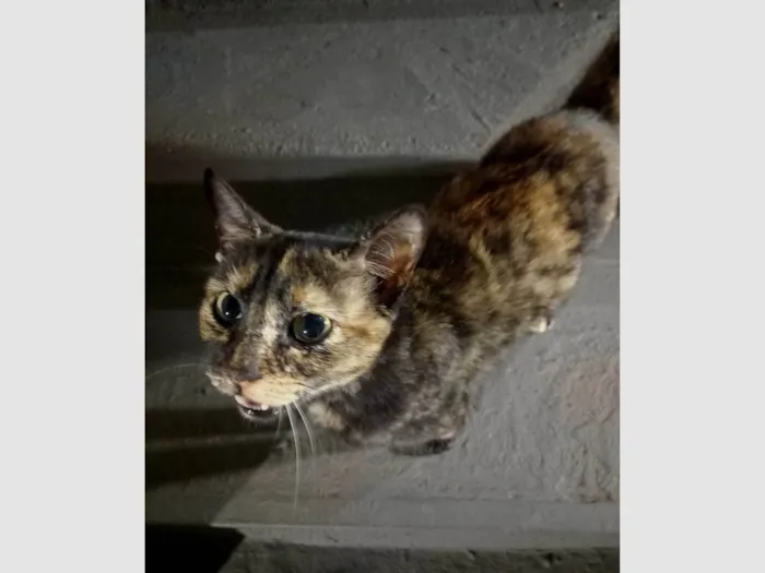 Gato ra a SRD-ViraLata idade 2 a 6 meses nome Manchadinha - (mora na rua e precisa de um lar seguro urgentemente) 