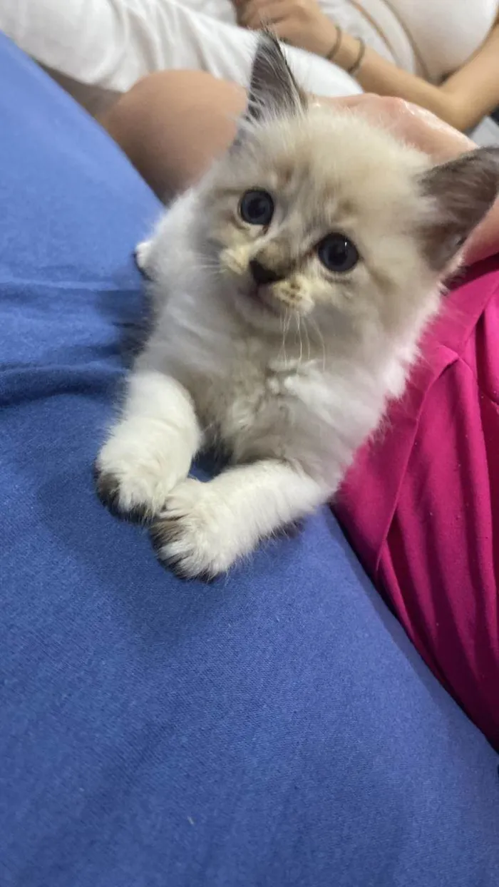 Gato ra a SRD-ViraLata idade Abaixo de 2 meses nome Mitose 
