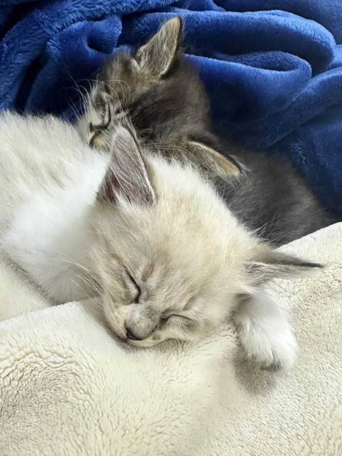 Gato ra a SRD-ViraLata idade Abaixo de 2 meses nome Mitose 
