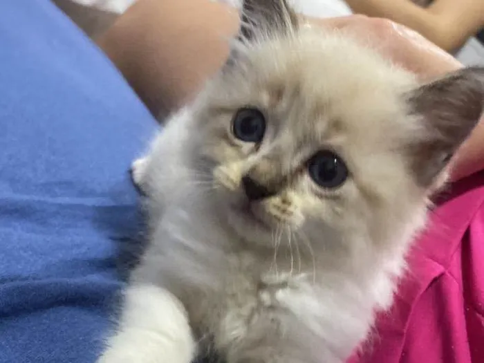 Gato ra a SRD-ViraLata idade Abaixo de 2 meses nome Mitose 