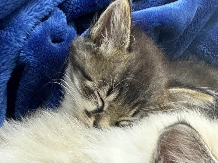 Gato ra a SRD-ViraLata idade Abaixo de 2 meses nome Meiose