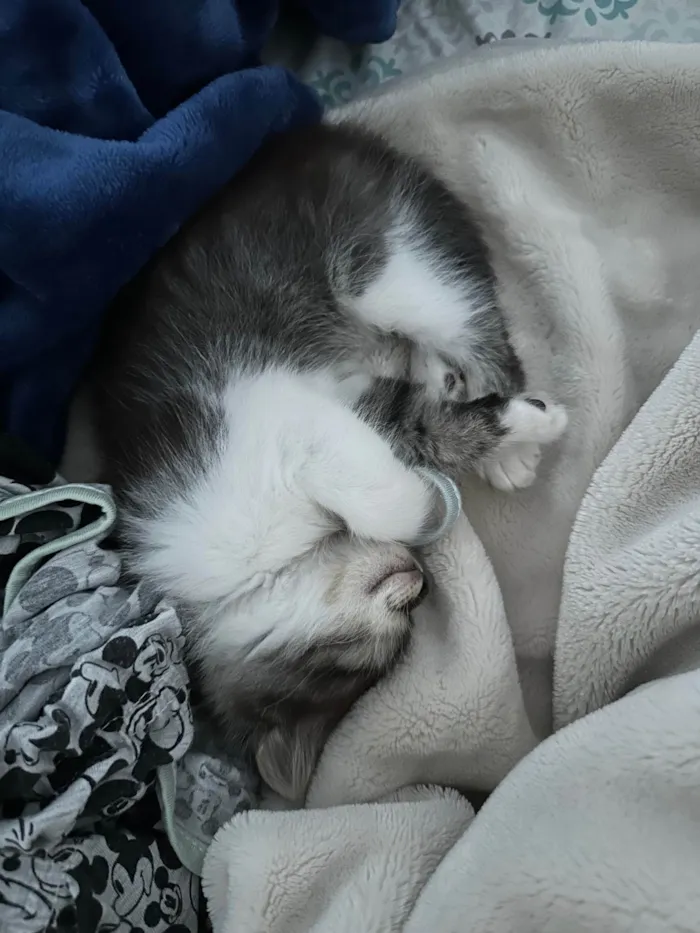 Gato ra a SRD-ViraLata idade Abaixo de 2 meses nome Meiose