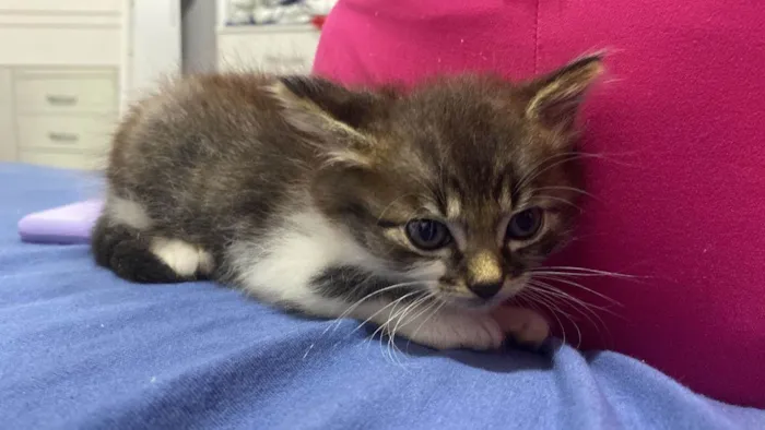 Gato ra a SRD-ViraLata idade Abaixo de 2 meses nome Meiose