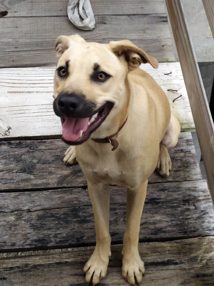 Cachorro ra a SRD-ViraLata idade 7 a 11 meses nome Doc