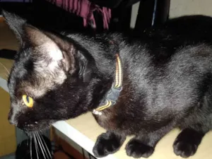 Gato raça  idade 7 a 11 meses nome Pantera