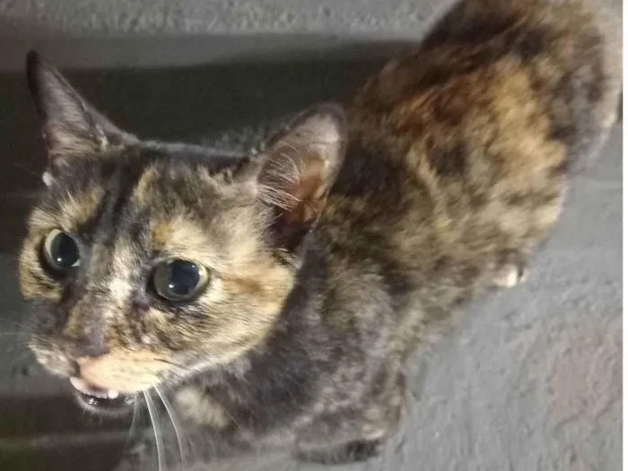 Gato ra a SRD-ViraLata idade 2 a 6 meses nome Manchadinha - (mora na rua e precisa de um lar seguro urgentemente) 