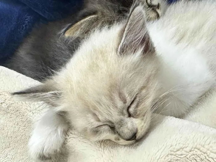 Gato ra a SRD-ViraLata idade Abaixo de 2 meses nome Mitose 