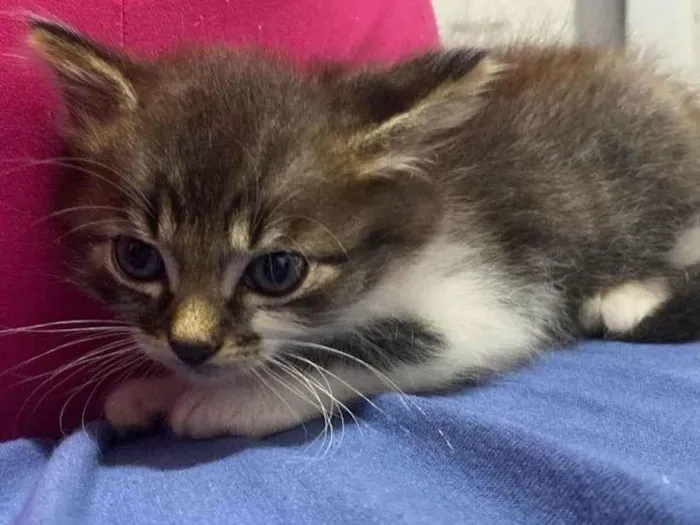 Gato ra a SRD-ViraLata idade Abaixo de 2 meses nome Meiose