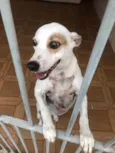 Cachorro raça SRD idade 6 ou mais anos nome Mel