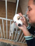 Cachorro raça SRD idade 6 ou mais anos nome Mel
