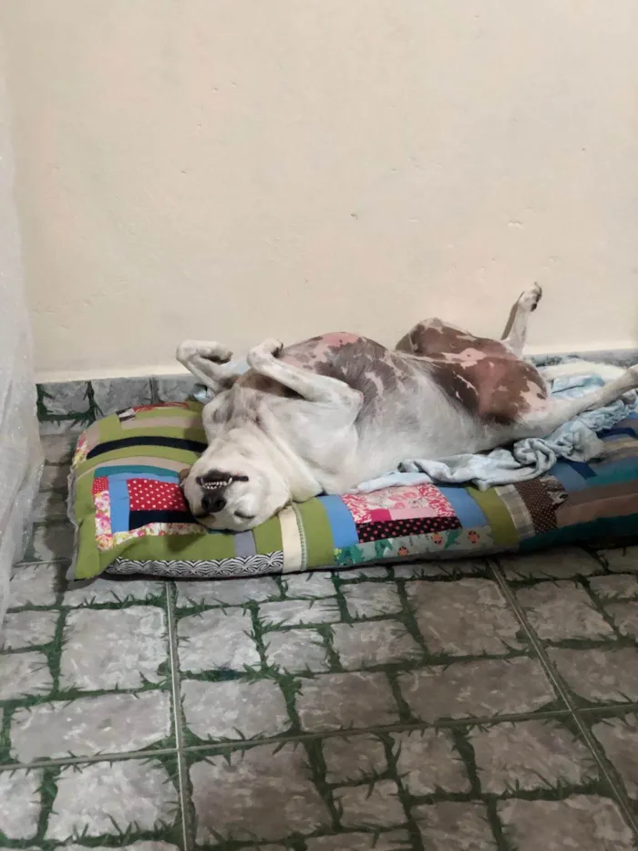 Cachorro raça SRD idade 6 ou mais anos nome Mel