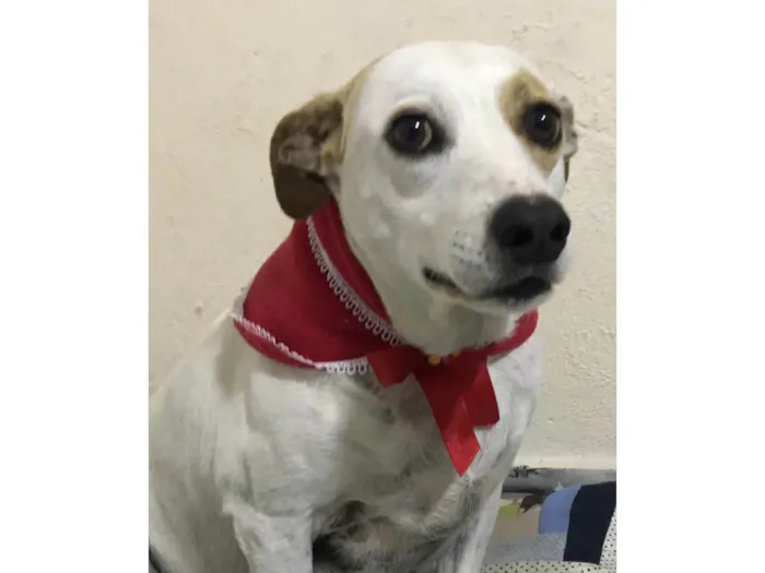 Cachorro raça SRD idade 6 ou mais anos nome Mel