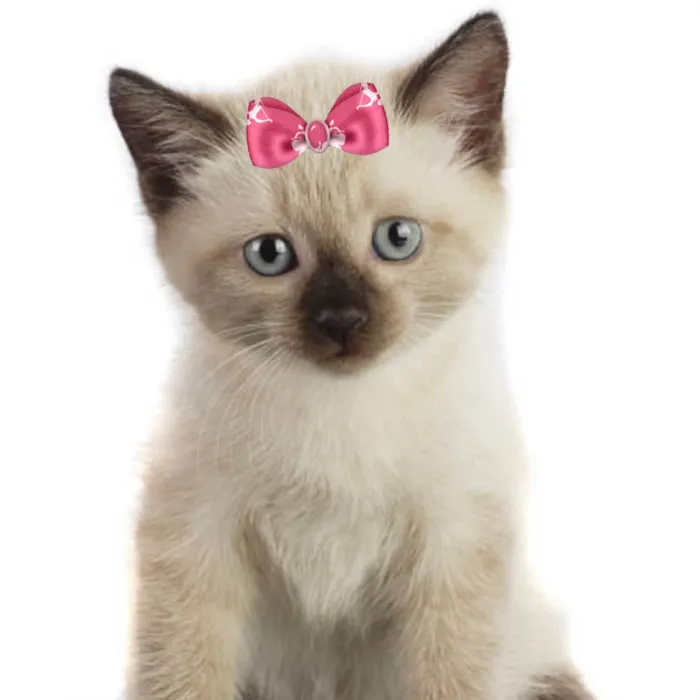 Gato ra a Siamesa  idade 2 a 6 meses nome Bia 