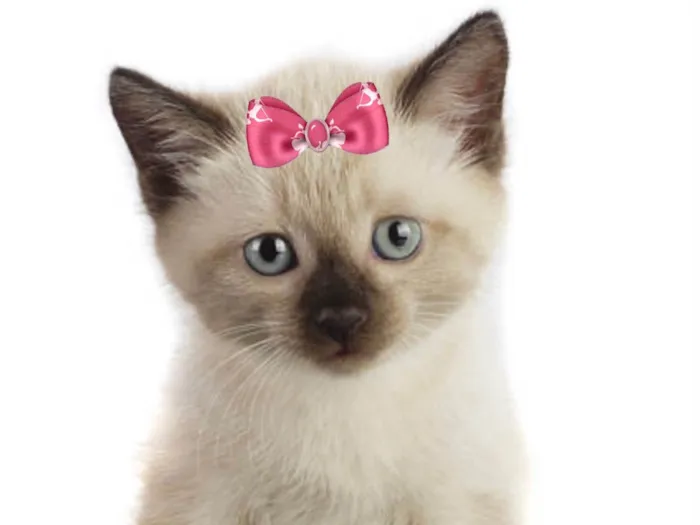 Gato ra a Siamesa  idade 2 a 6 meses nome Bia 