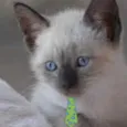 Kiko 